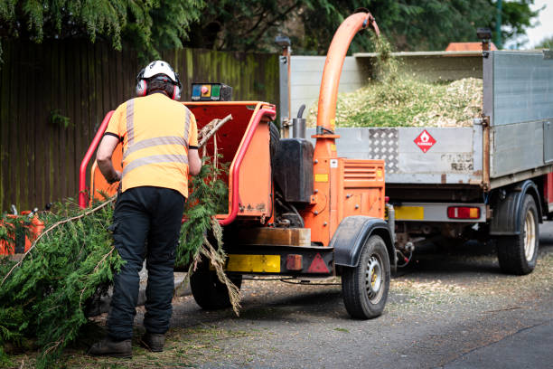 How Our Tree Care Process Works  in  Hammonton, NJ